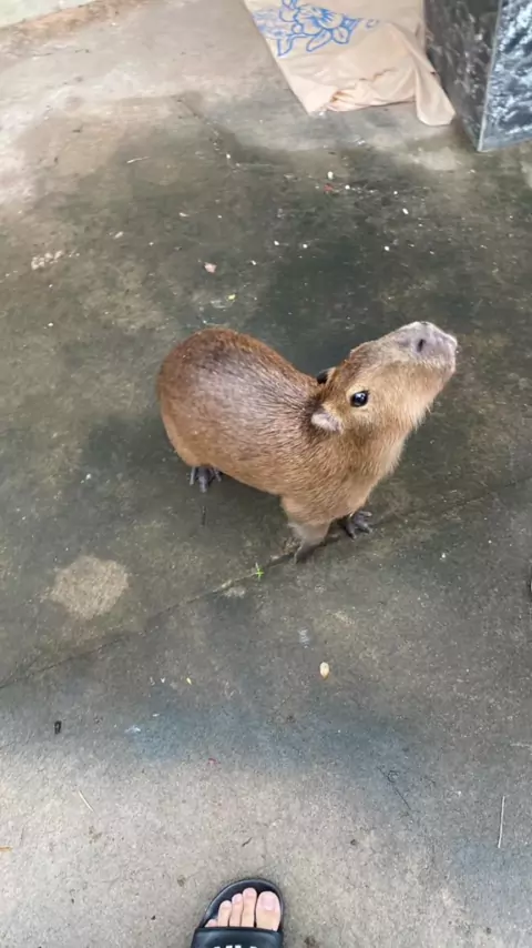 barbiebrookeecc erome Discover