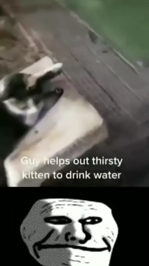 kitten.zao video Discover