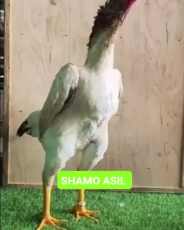 sopila.ysh lpsg & lpsg sopila ysh| Discover