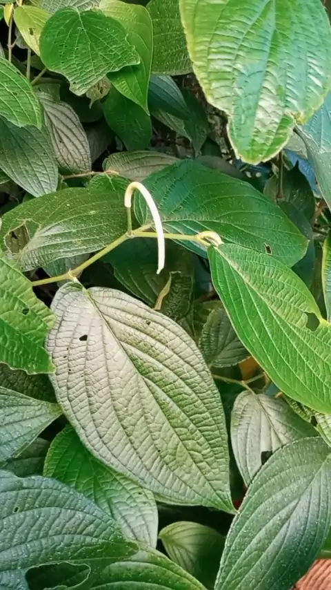 piper presley facial | Discover