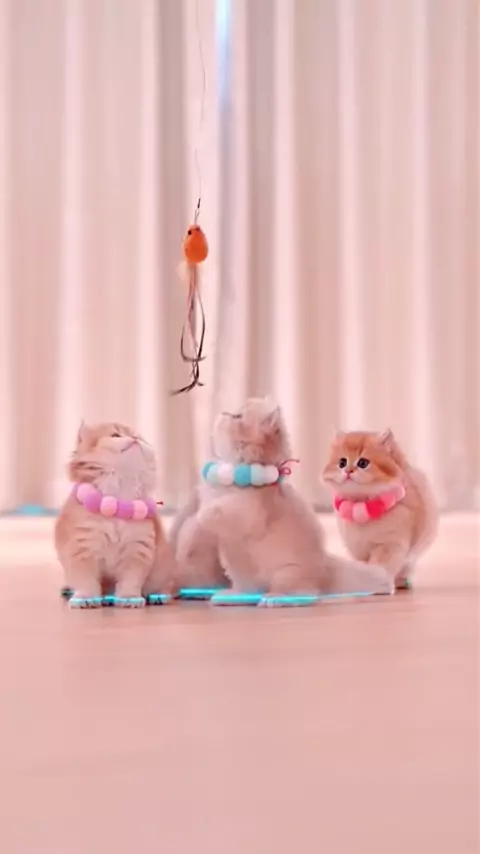 lilah loves you pets Discover