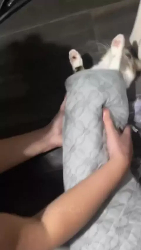 foggycattt & foggycattt leak| Discover