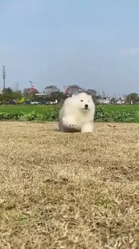 cutegeekie doggystyle