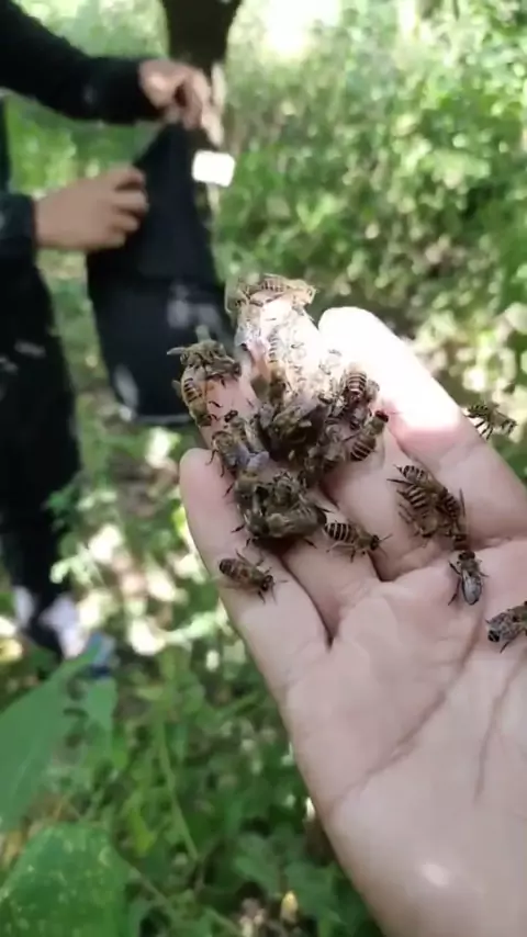 honeybeebby fapello & fapello honeybeepott| Discov| Kwai