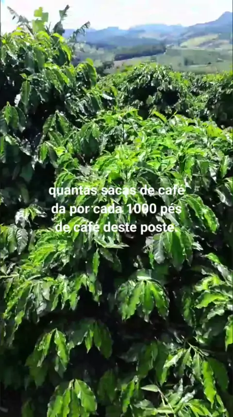 quantas sacas de café por 1.000 pés | Discover
