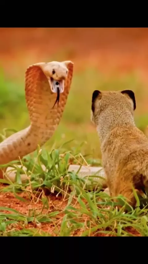 katmovies.fx & katmovies.in| Discover