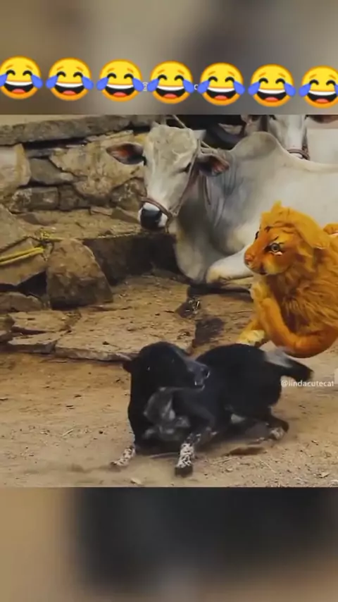 sandwich cutie cat onlyfans