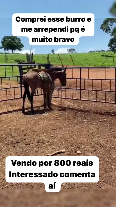 cavalo comendo burro