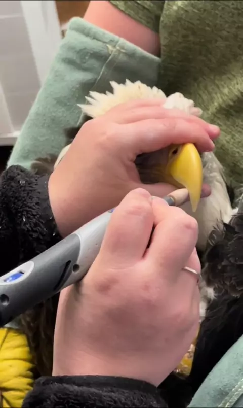 bronwin aurora leaked bbc