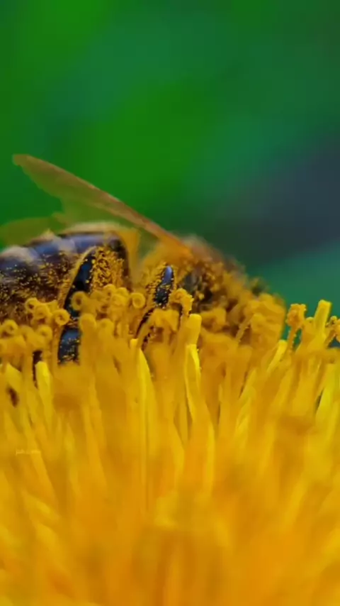 snapchat leak telegram channel