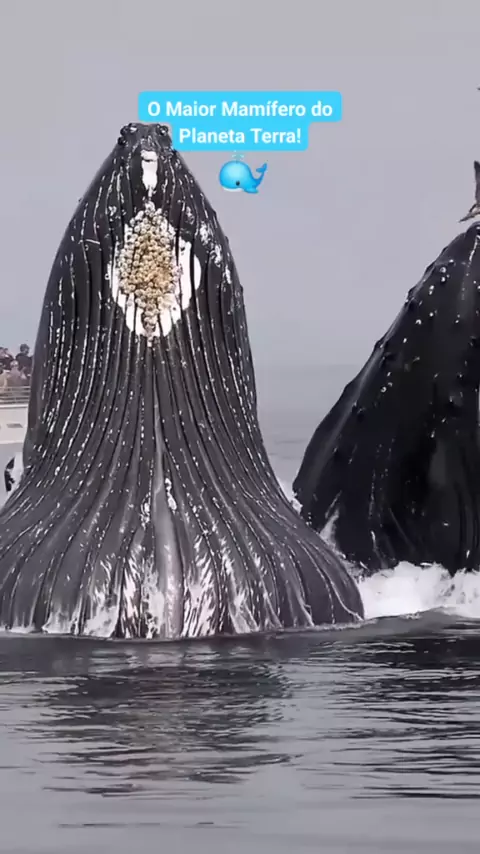 mami giany baby alien