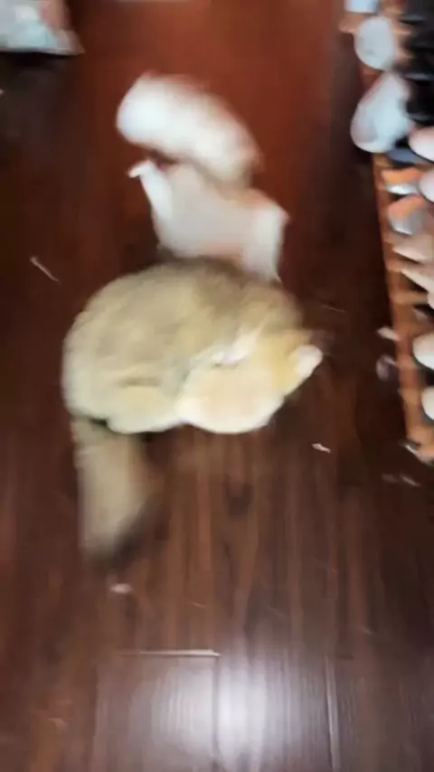 thanykittens fanvue leaked