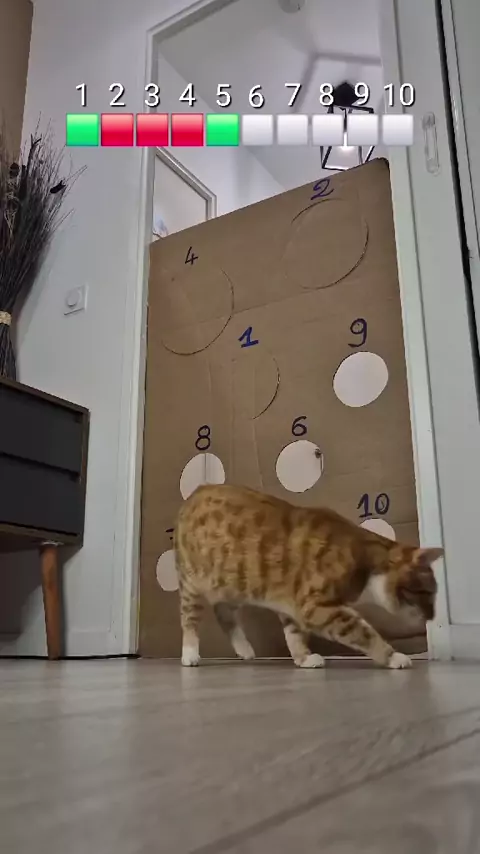 dan da dan maplestar: