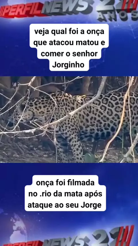 onca que comeu o senhor | Discover